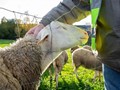 Οι Θεσσαλοί κτηνοτρόφοι κατεβαίνουν αύριο στο Μαξίμου